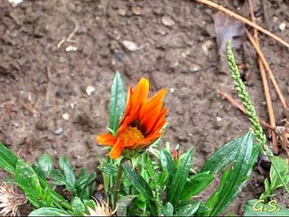 Francis Goya & Damian Luca-Memory