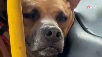 Elle monte dans le bus et se fige devant le voyageur en fraude caché derrière un siège (vidéo)