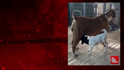 Yavru kuzuyu emziren köpek