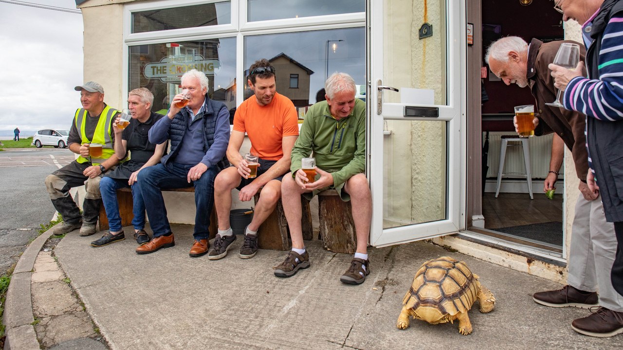 Großmutter sagt, dass ihre Schildkröte den Verkehr anhält, wenn man sieht, dass sie sie in die Kneipe bringt