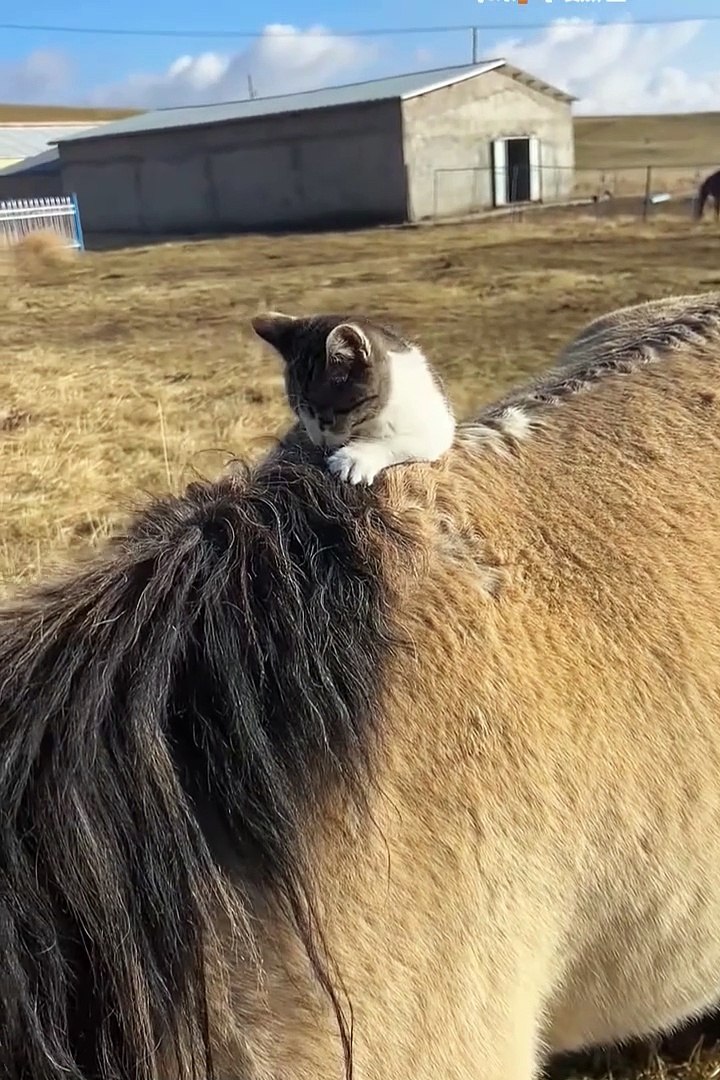⁣Funniest animals | cute animals