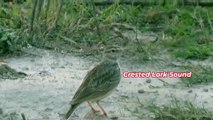 Crested Lark Sound