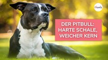 Pitbull mit Kind alleine im Garten: Kurz später macht sich PANIK breit!