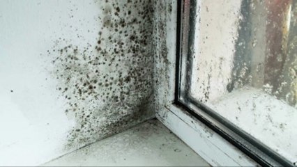 Estas Plantas Eliminan El Moho Y La Condensación De Tu Casa