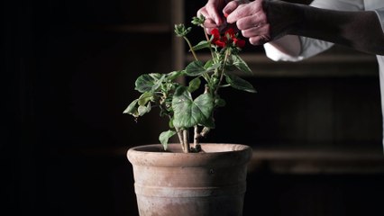 The art of Mary Delany, Beningbrough Hall and the British Museum