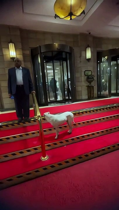 Stray dog allowed inside 5 star hotel