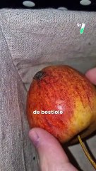 C'est quoi cette bestiole ? @Seb_Insectes