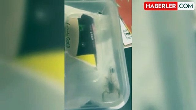 18 yaşındaki üniversite öğrencisi İnternetten bot sipariş etti, kutuyu açtığında hayatının şokunu yaşadı