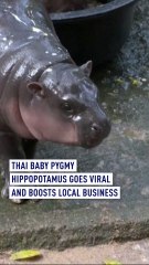 Baby pygmy hippo goes viral