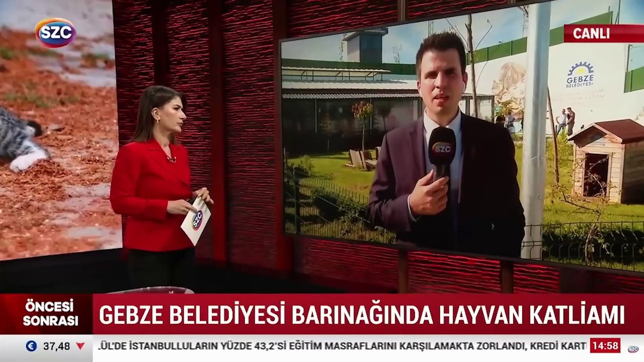 AKP'li belediyede köpek katliamı, SÖZCÜ TV olay yerinde