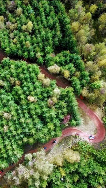 Old Bob's Trail drone footage