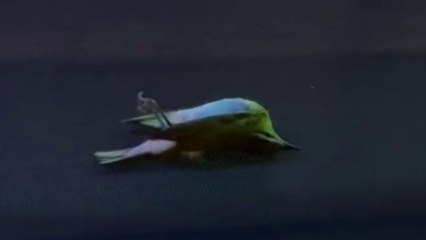 Birds and moths fall from sky onto cruise ship's deck amid Hurricane Milton