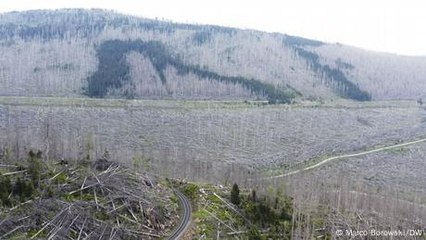 Waldsterben in Europa und Amerika - eine gute Nachricht?