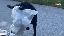 Video. Il Labrador Retriever del vicino le corre incontro per dare il buongiorno: la scena è un caos totale