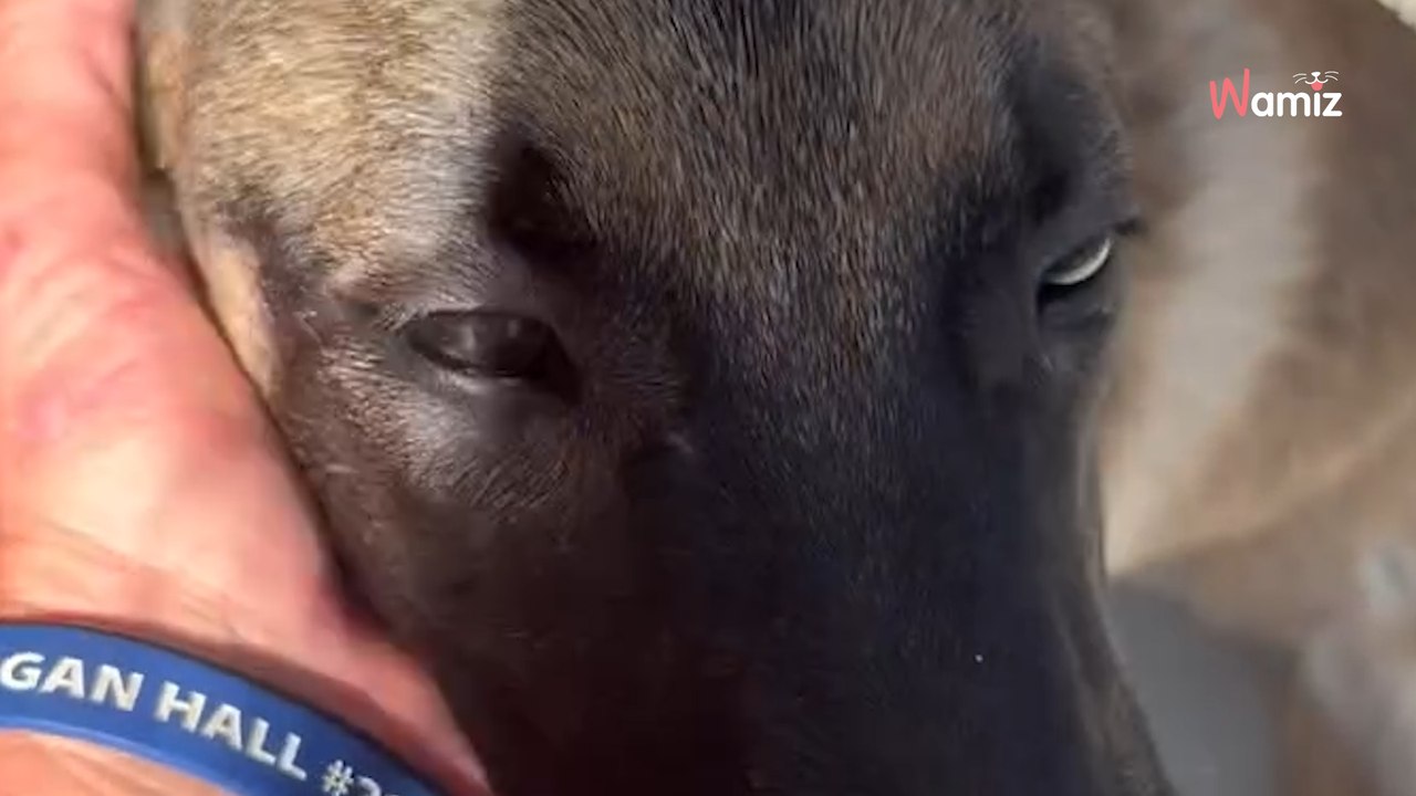 Video. Legano il cane a un albero e se ne vanno, ma non si accorgono che qualcuno ha visto tutta la scena