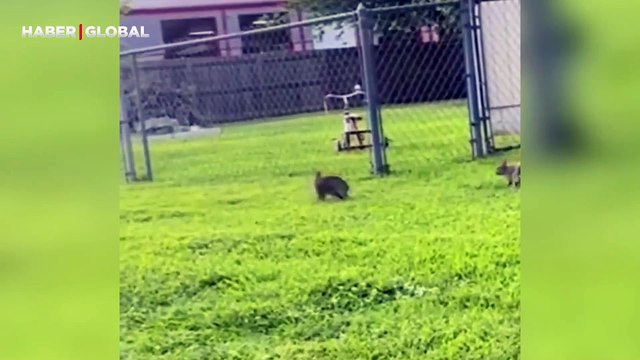 Tavşanların kendi aralarındaki eğlence kahkaha attırdı