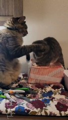 That was the fastest conflict resolution ever