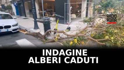 Indagine su alberi caduti a Roma, in 23 a rischio processo