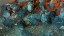 VID_20241010_135408