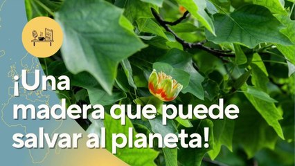 Madera que captura carbono: ¿La clave para frenar el cambio climático?