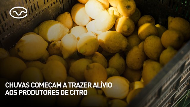 Chuvas começam a trazer alívio aos produtores de citro