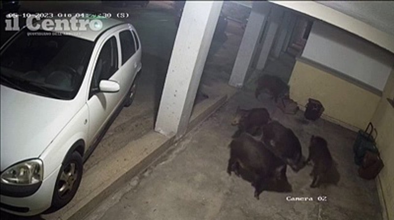 I cinghiali arrivano a Vasto marina, l'invasione nel cortile delle case popolari
