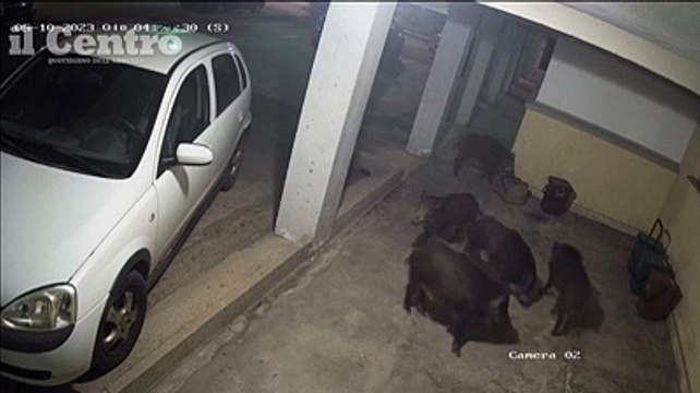 I cinghiali arrivano a Vasto marina, l'invasione nel cortile delle case popolari