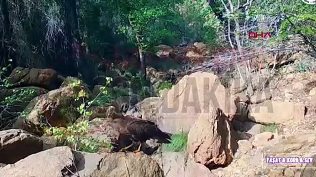 Birbirinden vahşi hayvanların fotokapan görüntüleri...