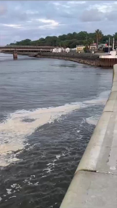 Un marsouin bloqué dans le canal de Capbreton