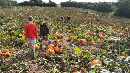 Pumpkin picking and ghost tours: your guide to Halloween in Cardiff