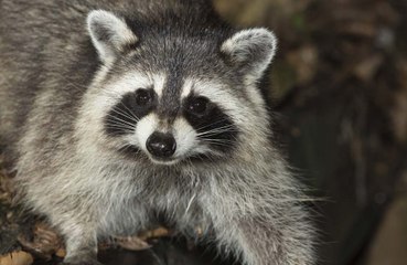 A woman had to flee her home after it was surrounded by nearly 100 raccoons