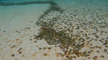 ¿Qué hacen con las monedas que se tiran a la Fontana de Trevi?