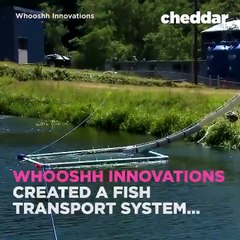 This system helps native fish pass over dams in se