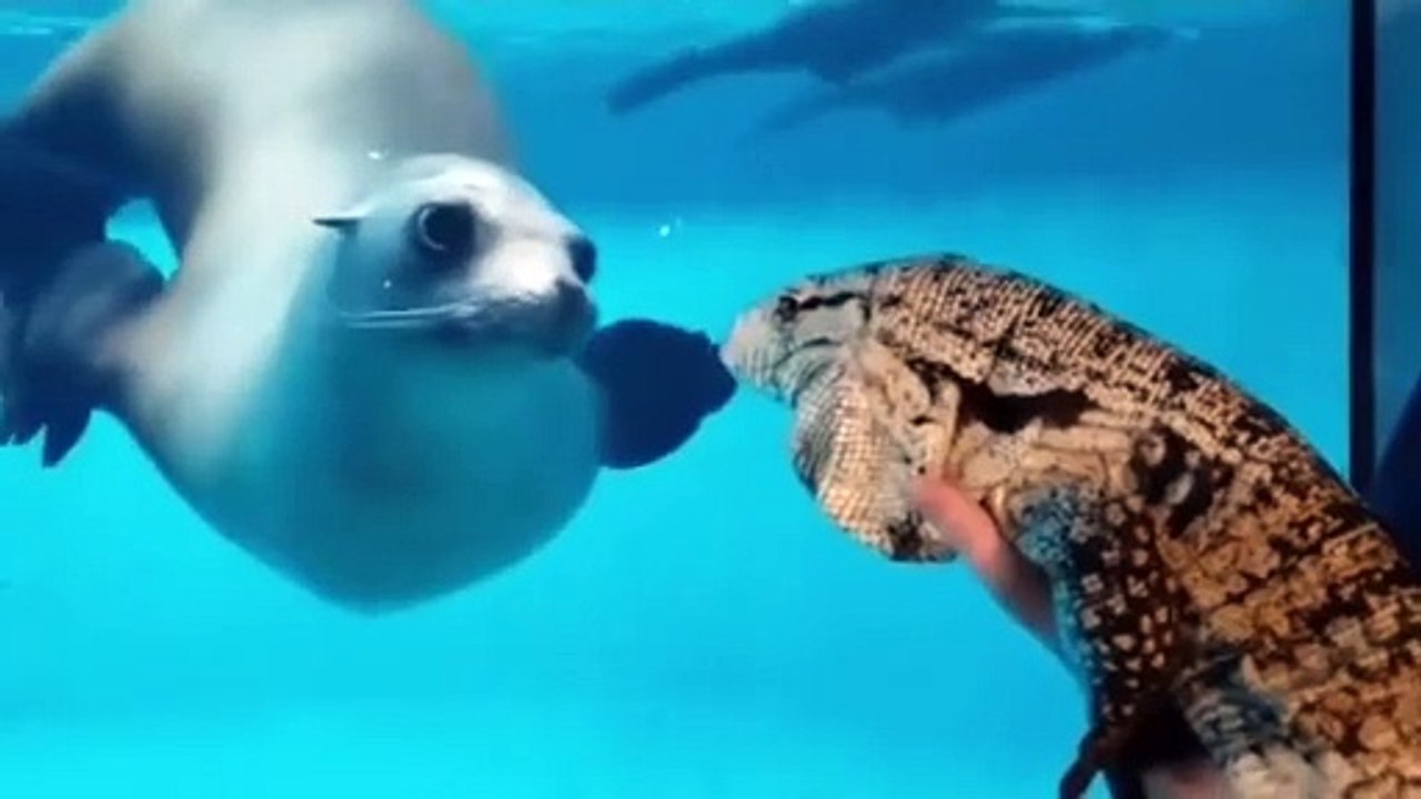 This seal could have gone his whole life not knowi