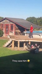 Those Turkeys smell his fear but is questioning wh