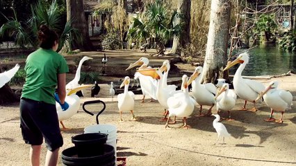 This Bird Can Actually Swallow a Fish Whole!