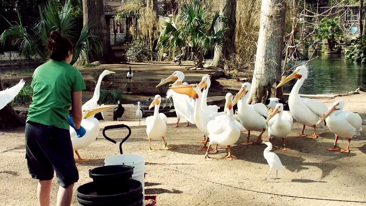 This Bird Can Actually Swallow a Fish Whole!