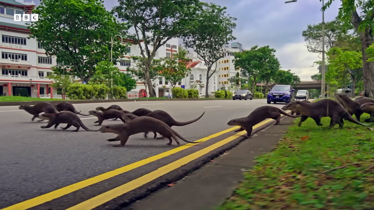 Mammals | Official Preview ft Coldplay | BBC Earth