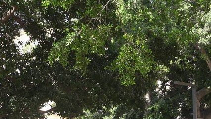 Vídeo de muestra de la ZV-E10 II.