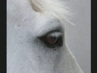 STAGE GALOP 4'