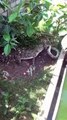 Snake fight #viral #videos #cartoon #shortfilm #short #film