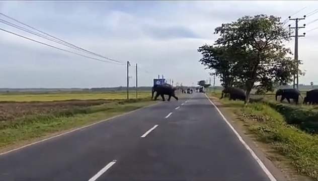 A rare sight of more than 100 #elephants #crossing the main road #sri Lanka #