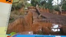 wild animals (crocodile)