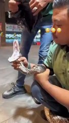 Look at the teeth on that Burmese Python 