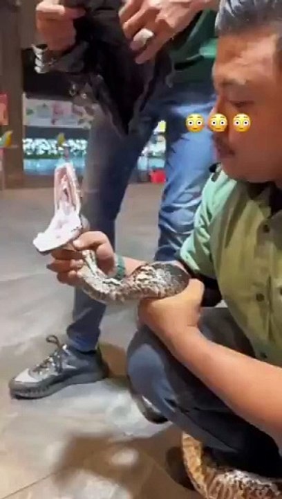 Look at the teeth on that Burmese Python 