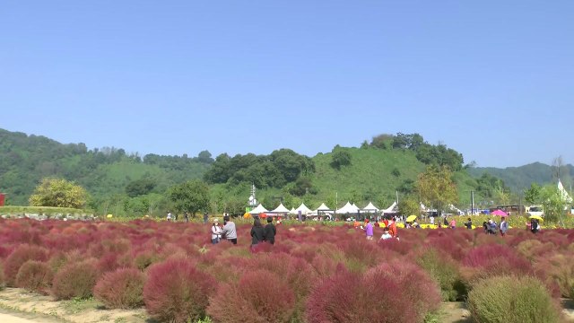 [날씨] 주말, 완연한 가을 날씨...가을꽃 축제 열린 공원 / YTN