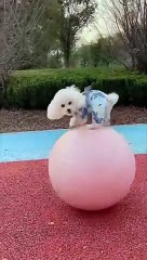 Crazy Dog Caught on Camera! #LOL