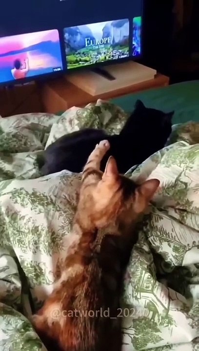 Love to cat lover ❤️✅