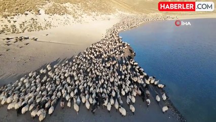 Kartpostallık Görüntüler: Küçükbaş Hayvanların Tozlu Su Yolculuğu