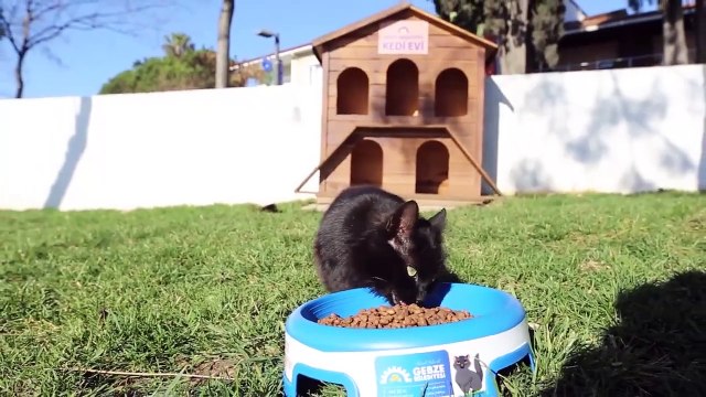 Gebze Belediye Başkanı'ndan hayvan katliamı açıklaması: Görüntüleri seyrettim, ben de çok üzüldüm